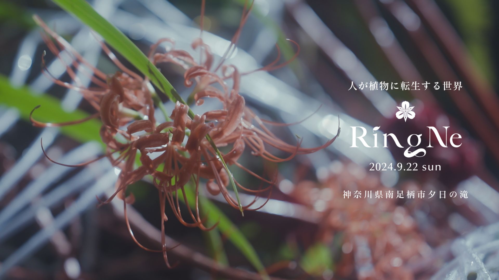 RingNe 第二章の告知写真。彼岸花と光の中にRingNeのタイトルが置かれている